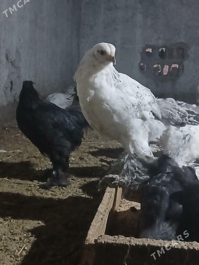 jüje - Анев - img 1