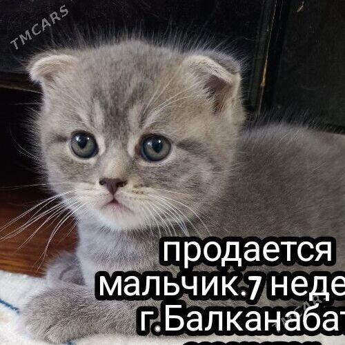котенок - Balkanabat - img 1