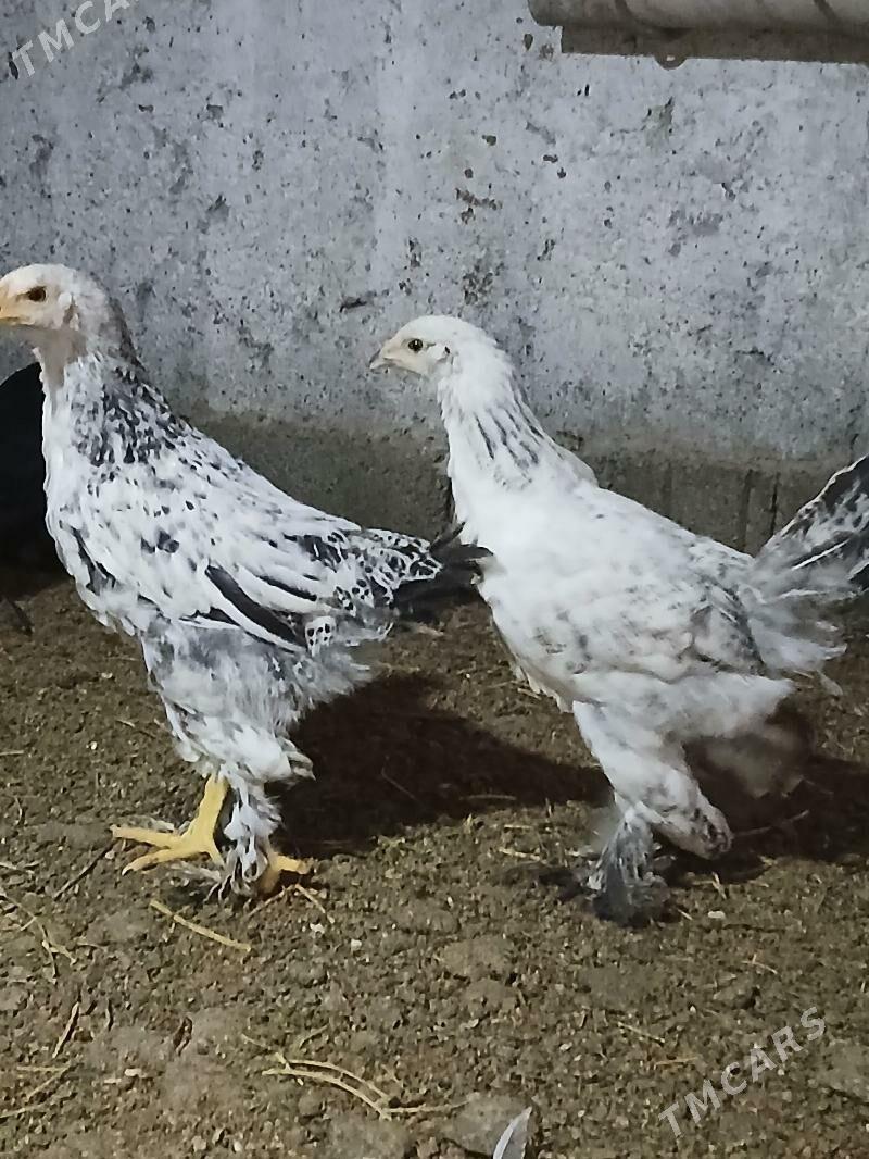 jüje - Анев - img 3