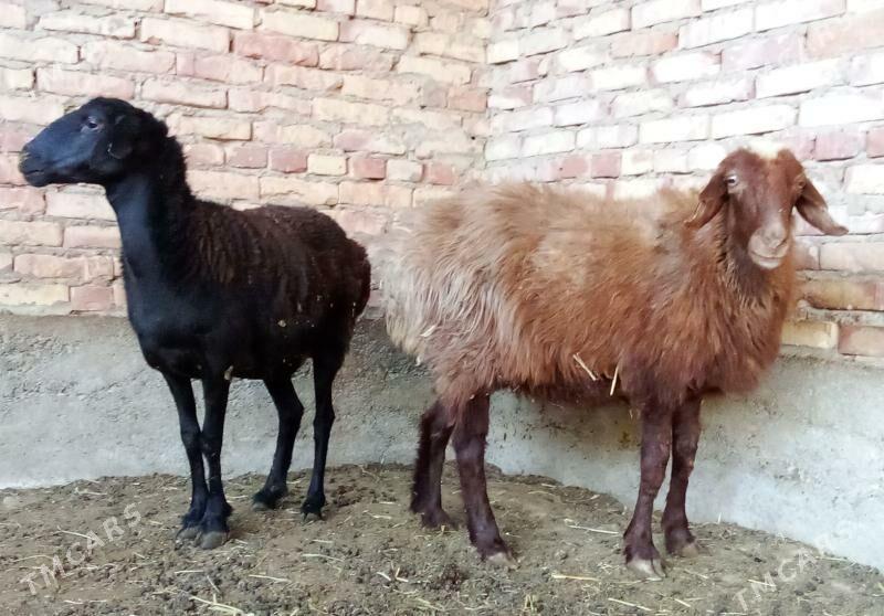 Goýunlar Gissar Gurat 2 sanak - Гёкдепе - img 5
