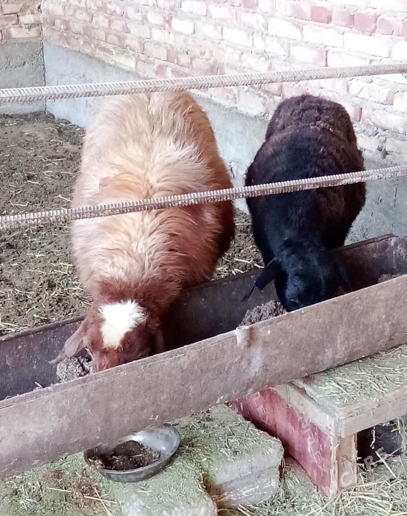 Goýunlar Gissar Gurat 2 sanak - Гёкдепе - img 1
