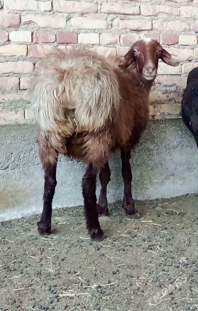 Goýunlar Gissar Gurat 2 sanak - Гёкдепе - img 4