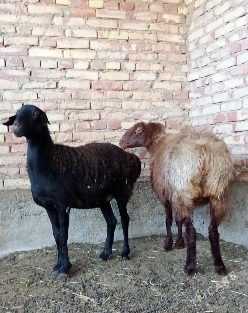Goýunlar Gissar Gurat 2 sanak - Гёкдепе - img 3