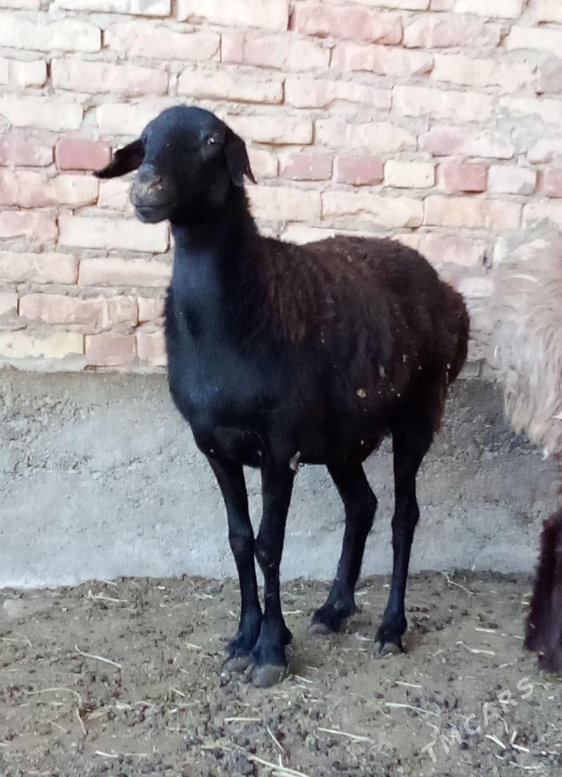 Goýunlar Gissar Gurat 2 sanak - Гёкдепе - img 2