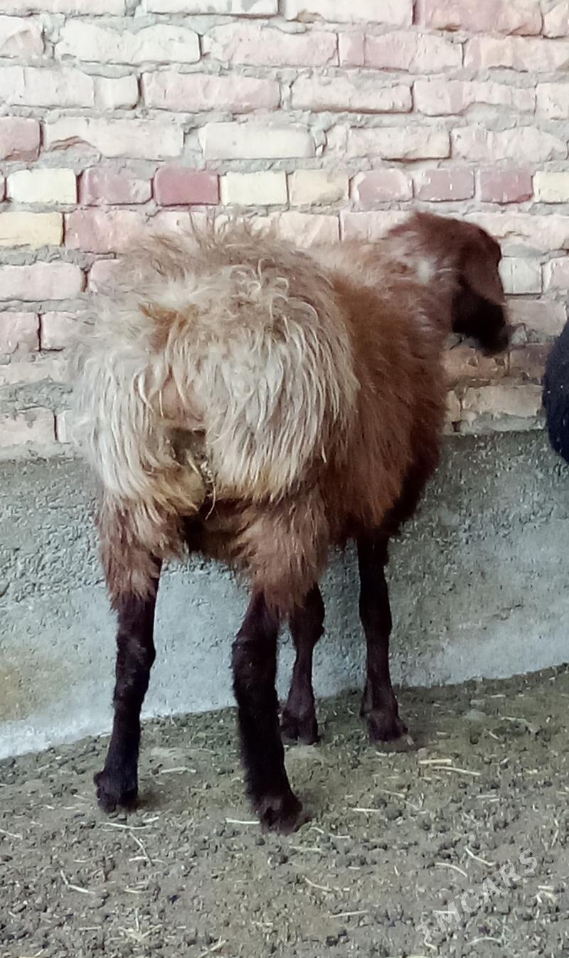 Goýunlar Gissar Gurat 2 sanak - Гёкдепе - img 7