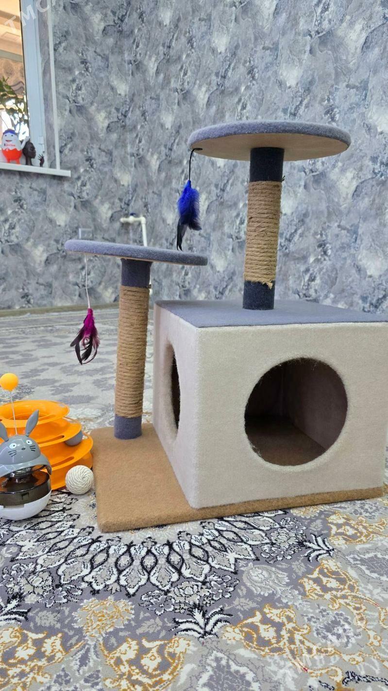 Домик для кошек и котов+ игруш - Ашхабад - img 1