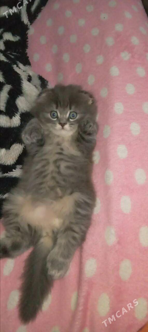 vislouyh  котёнок - Mary - img 2