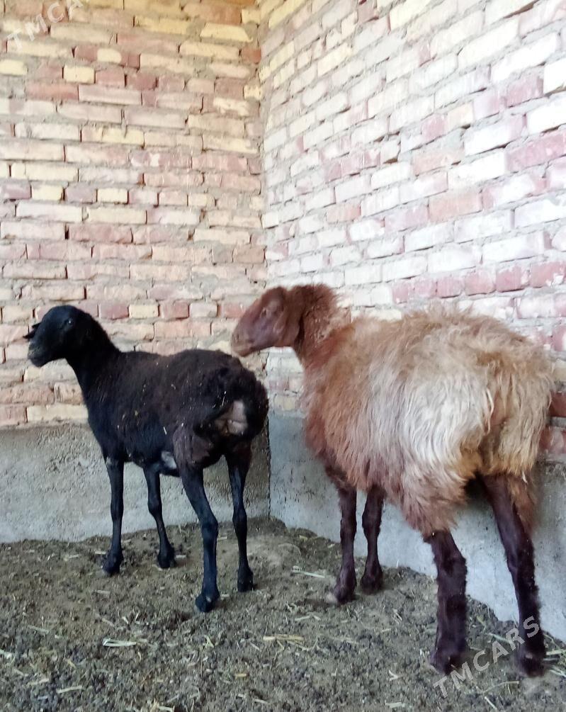 Goýunlar Gissar Gurat 2 sanak - Гёкдепе - img 10