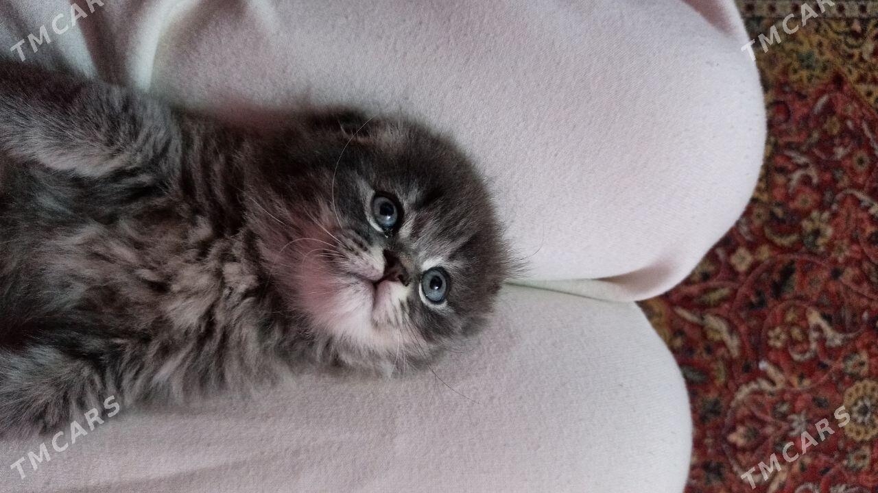 vislouyh котёнок - Mary - img 1