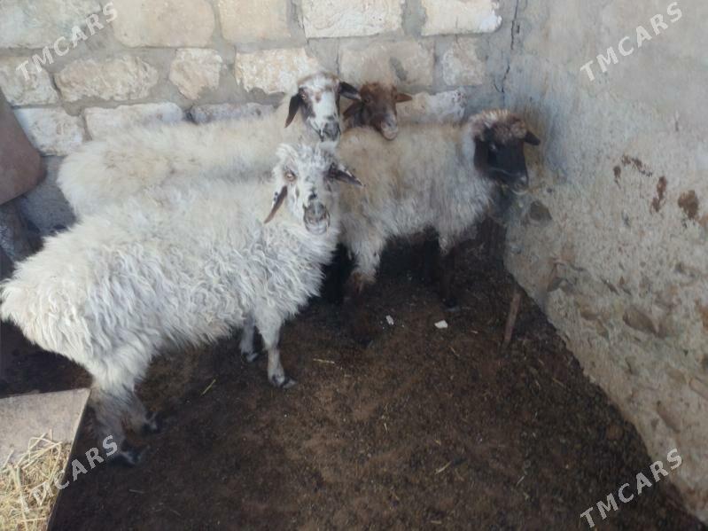 goyun tokly - Bereket - img 3