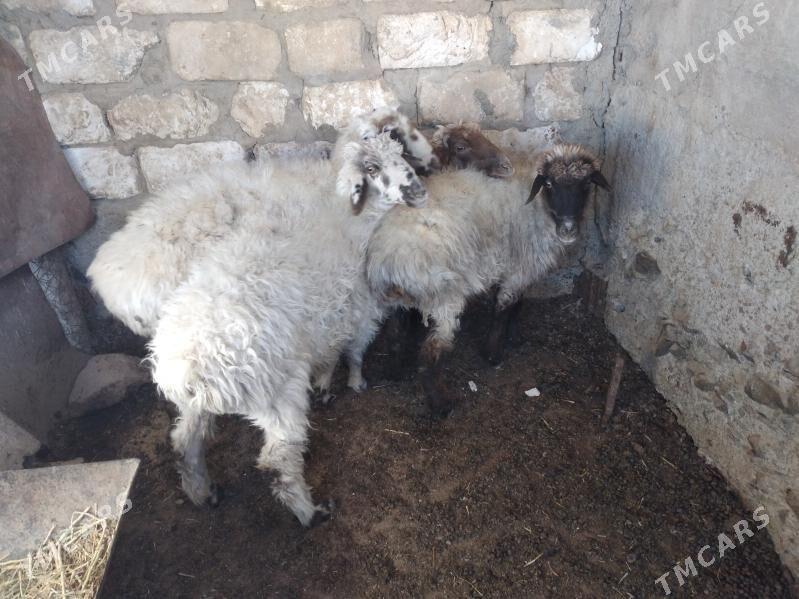 goyun tokly - Bereket - img 2