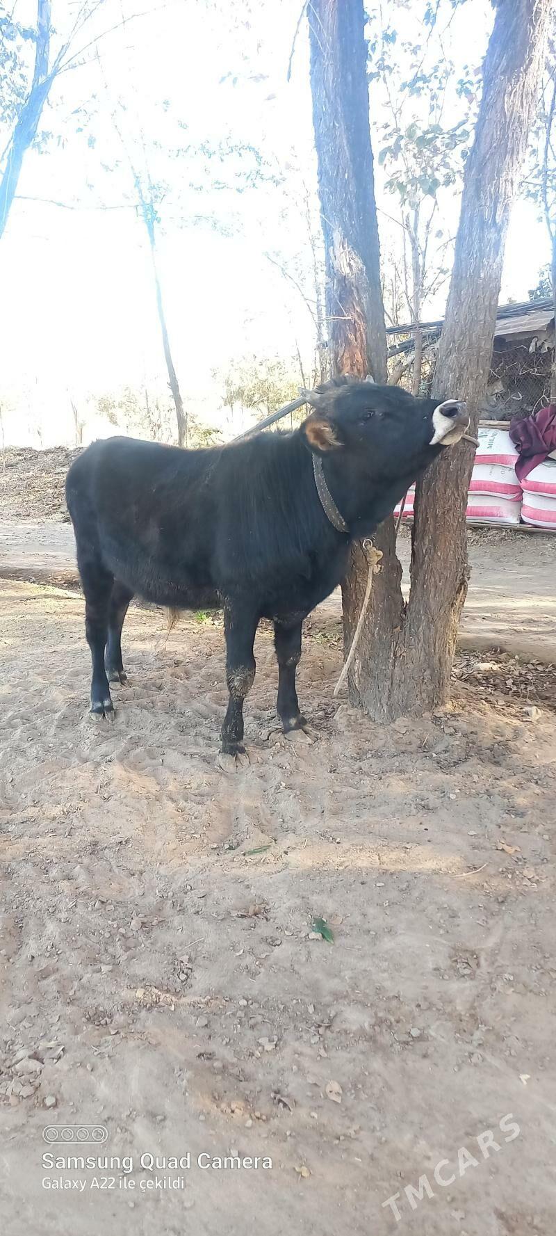 okuz - Анев - img 1