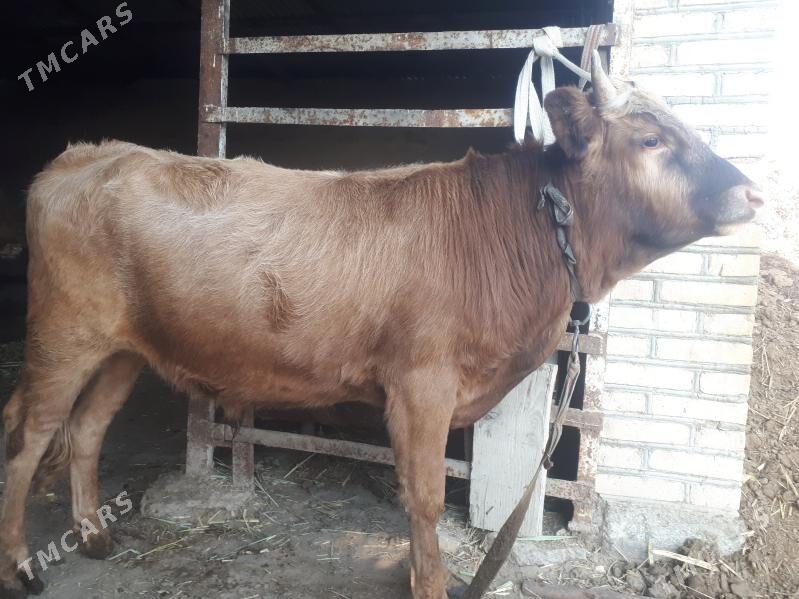 Okuzler - Векильбазар - img 3