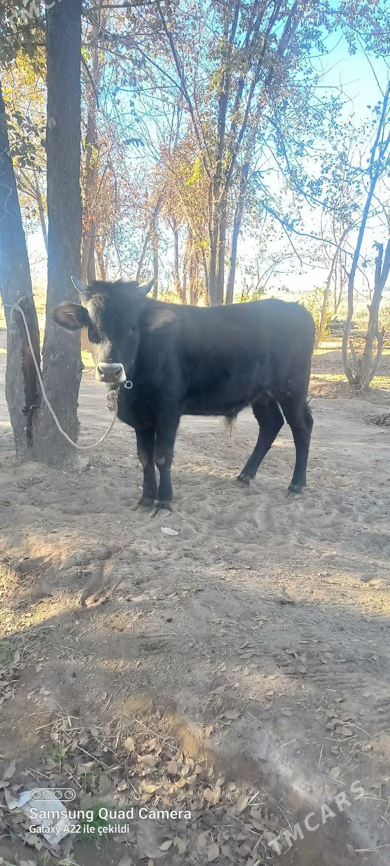 okuz - Анев - img 3