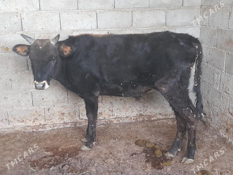 ÖKIZ - Багир - img 3