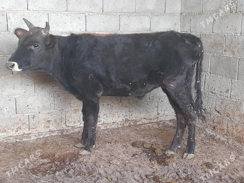 ÖKIZ - Багир - img 4