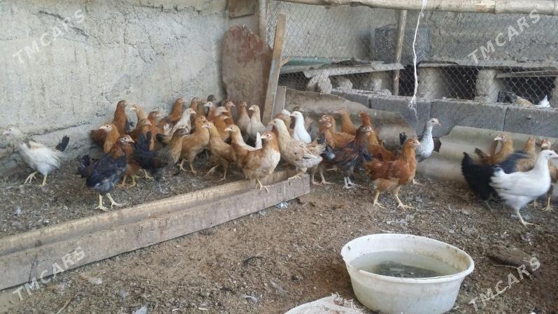 towuk juje - Aşgabat - img 1