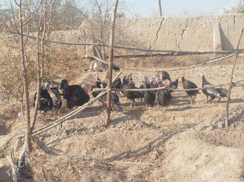 induk - Шабатский этрап - img 1