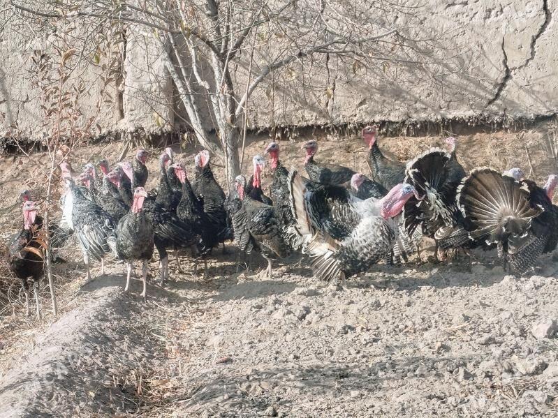 induk - Шабатский этрап - img 6