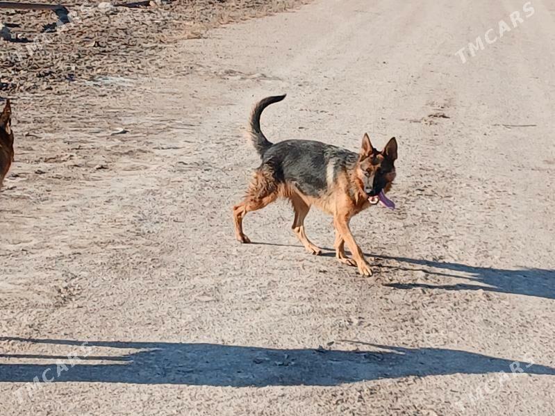 Nataşa - Губадаг - img 4