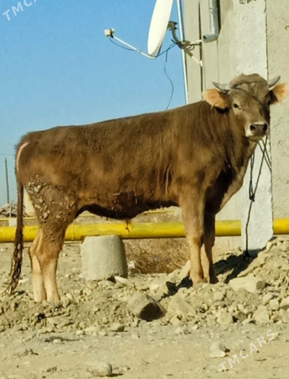 ŞİWES ÖKÜZ - Бахарден - img 2