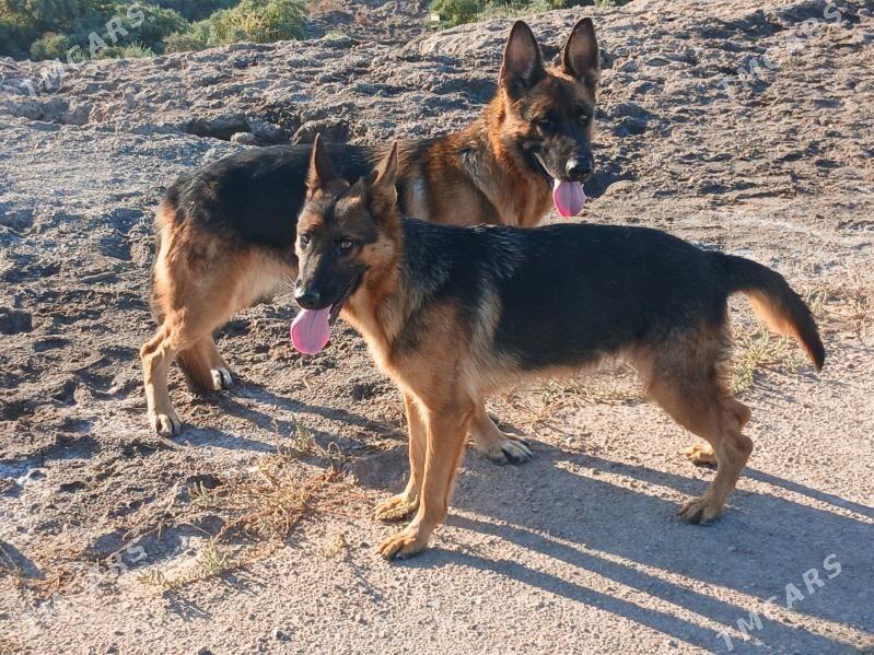 Nataşa - Губадаг - img 3