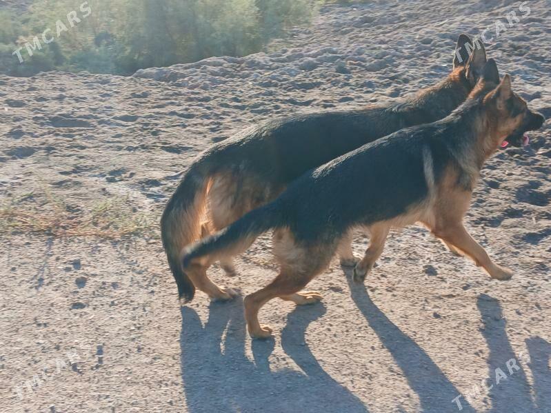 Nataşa - Губадаг - img 2