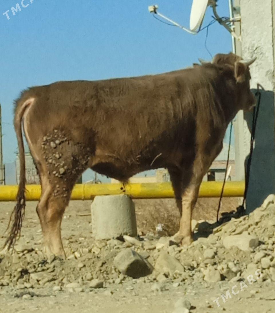 ŞİWES ÖKÜZ - Бахарден - img 3