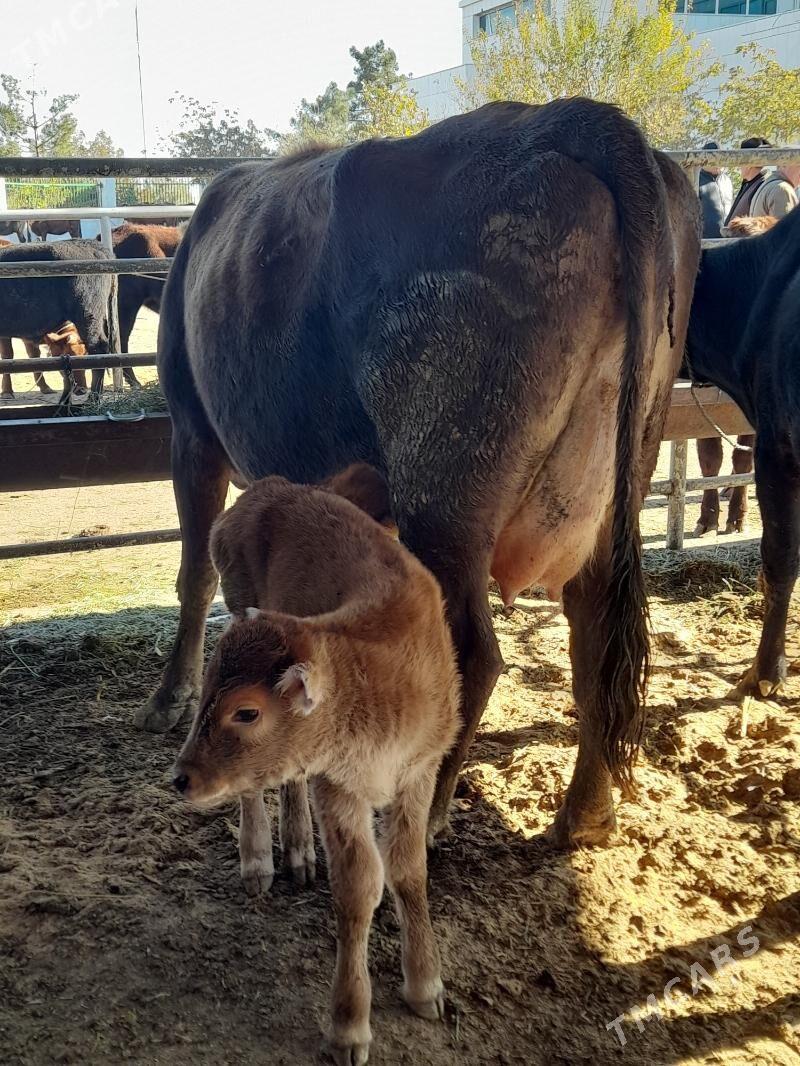goliy siry - "Алтын Асыр" Гундогар базары ( Толкучка) - img 5