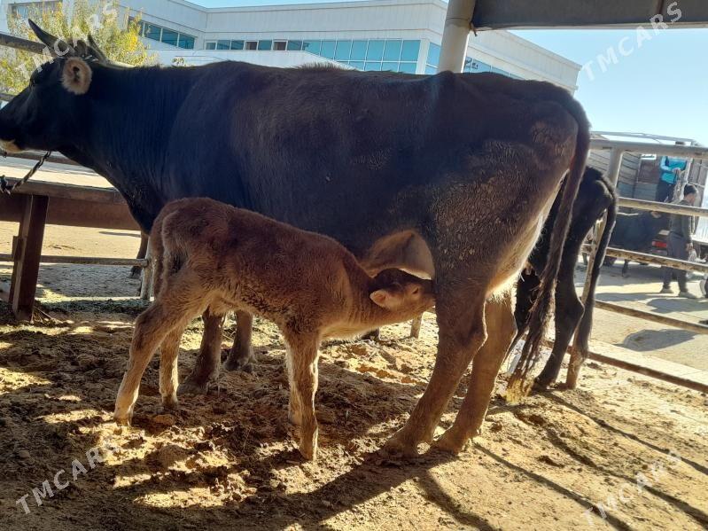 goliy siry - "Алтын Асыр" Гундогар базары ( Толкучка) - img 3