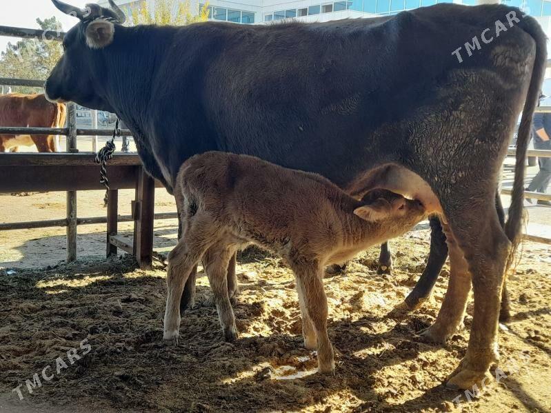 goliy siry - "Алтын Асыр" Гундогар базары ( Толкучка) - img 1
