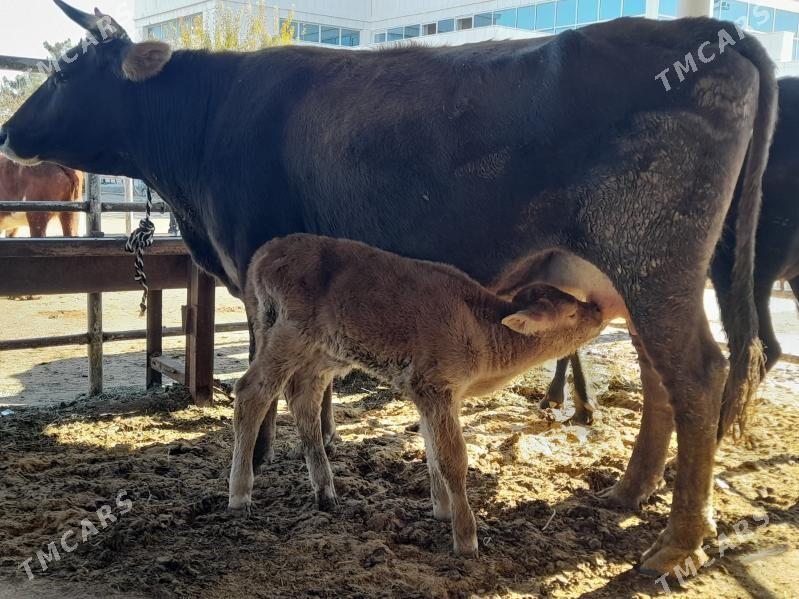 goliy siry - "Алтын Асыр" Гундогар базары ( Толкучка) - img 2