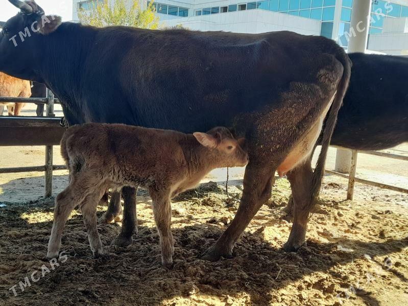 goliy siry - "Алтын Асыр" Гундогар базары ( Толкучка) - img 4