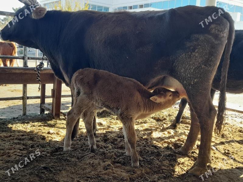 goliy siry - "Алтын Асыр" Гундогар базары ( Толкучка) - img 6