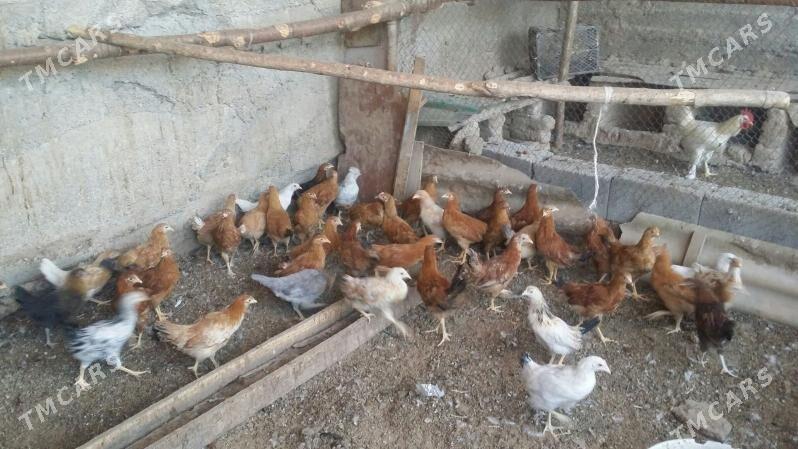 towuk juje - Aşgabat - img 7