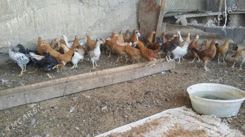 towuk juje - Aşgabat - img 3