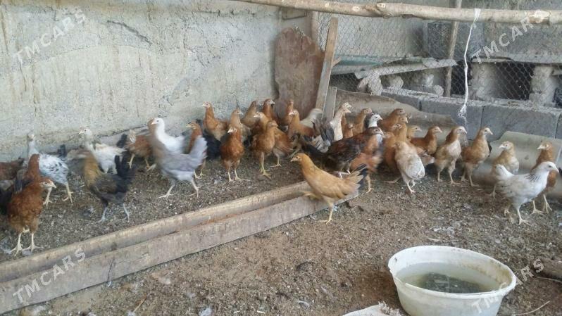 towuk juje - Aşgabat - img 5