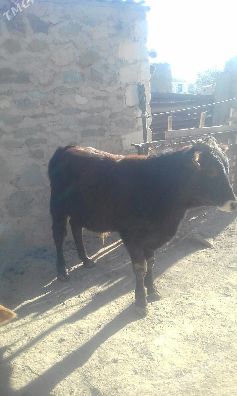 ökuz - Берекет - img 2