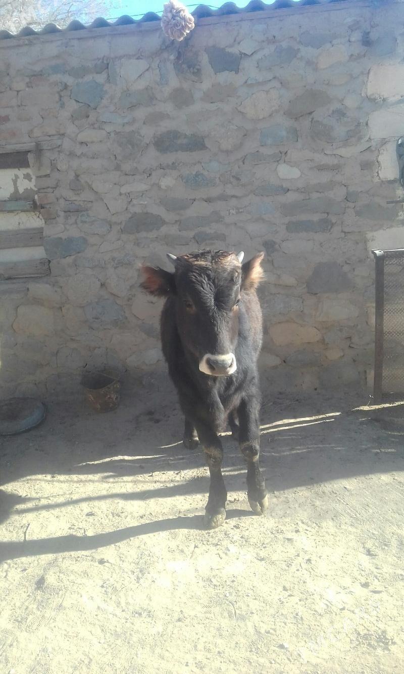 ökuz - Берекет - img 3