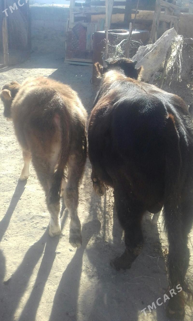 ökuz - Берекет - img 1