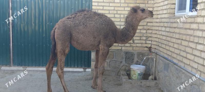 TORUM - Берекет - img 4