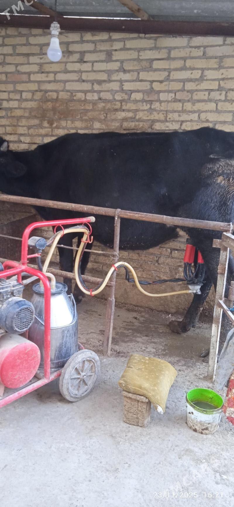 saglyk sygyrlar - Дянев - img 3