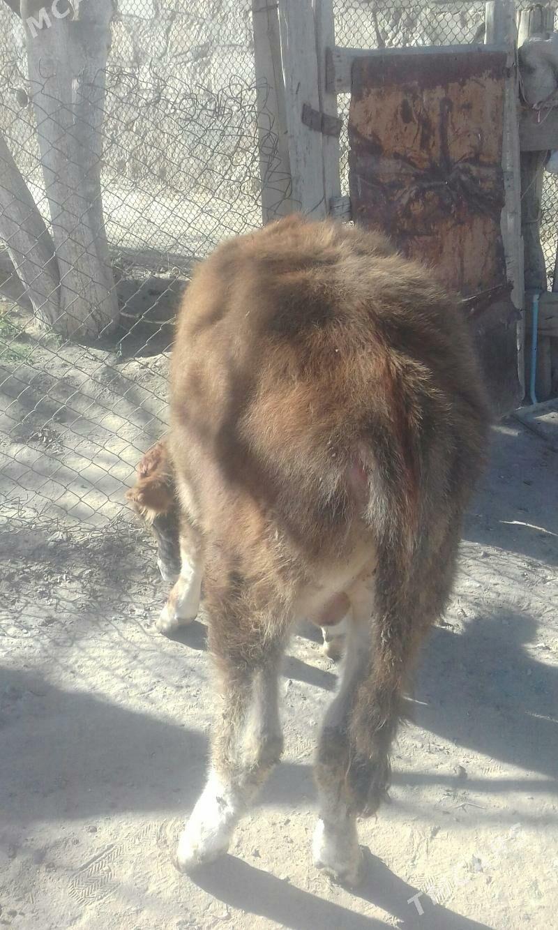 ökuz - Берекет - img 4