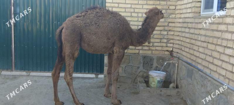 TORUM - Берекет - img 3