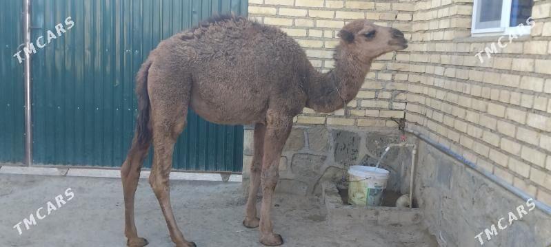 TORUM - Берекет - img 5