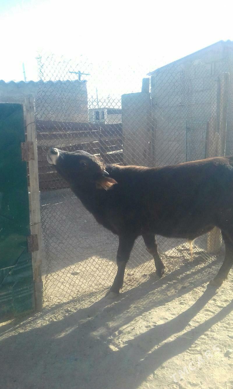 ökuz - Берекет - img 5