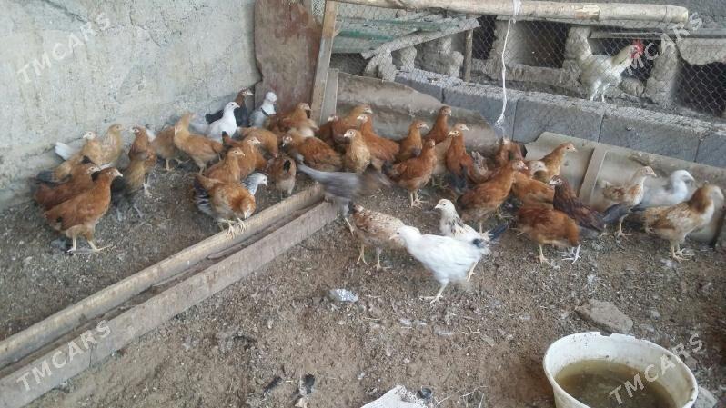 towuk juje - Aşgabat - img 4