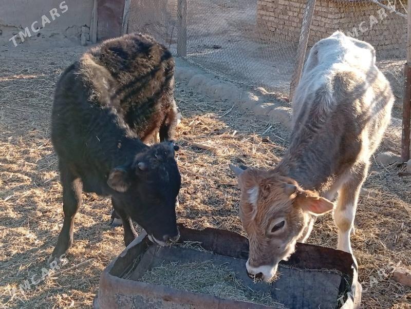 okuzler - Махтумкули - img 4