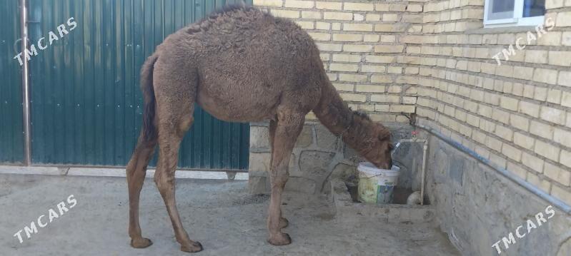 TORUM - Берекет - img 2