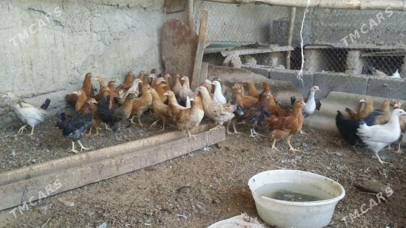 towuk juje - Aşgabat - img 9